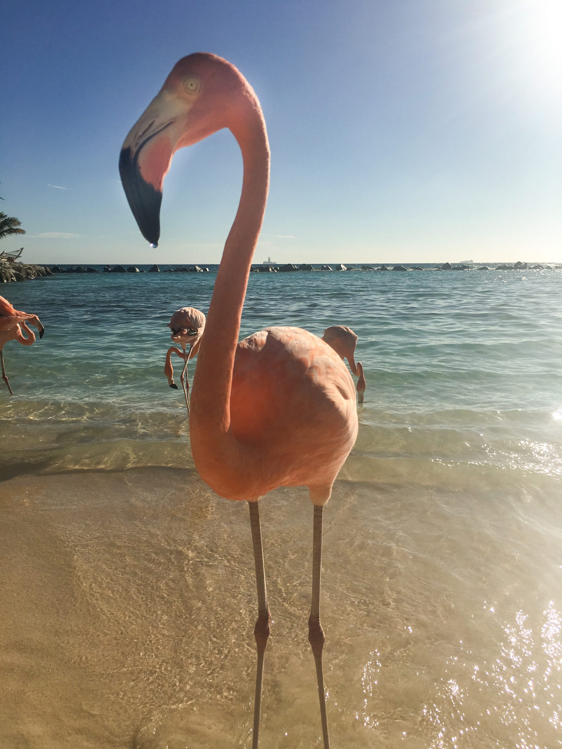 8 Reasons Should Add an Aruba Vacation to Your List - Vacayou Magazine