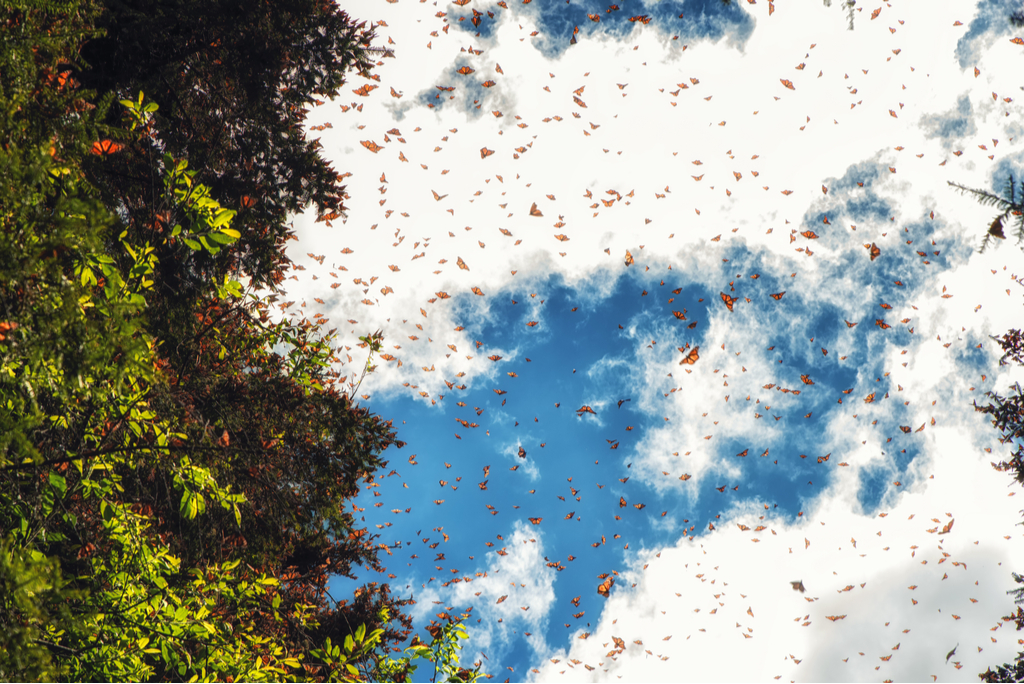 animal encounters with monarch butterflies migrating to mexico