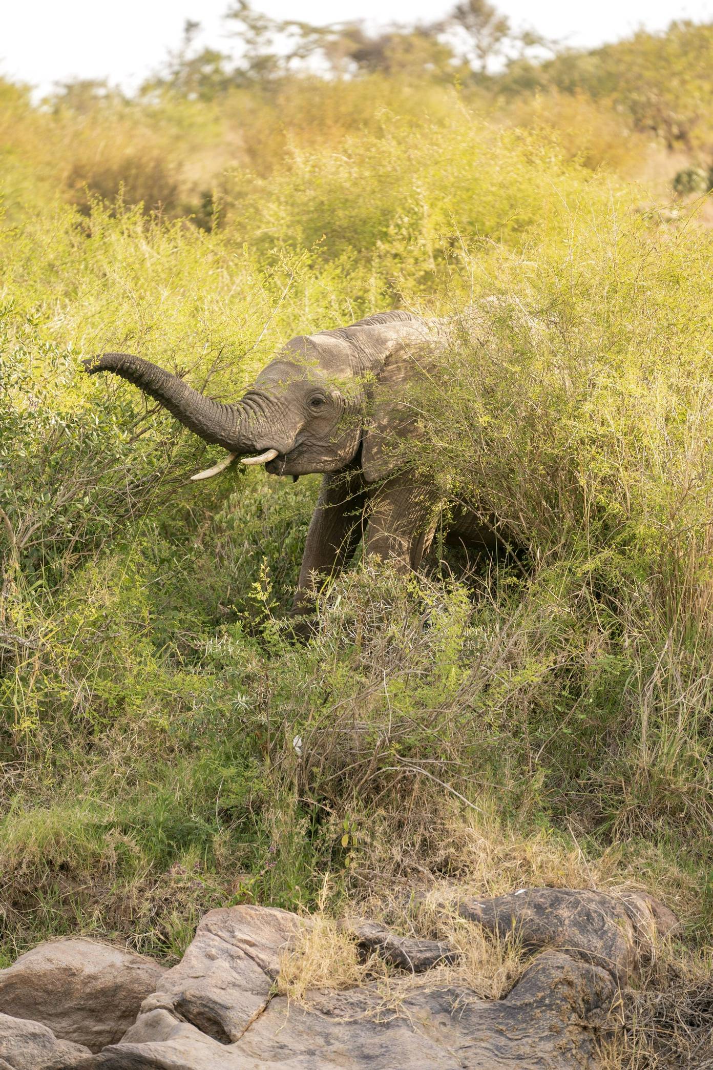 El Karama Lodge elephant