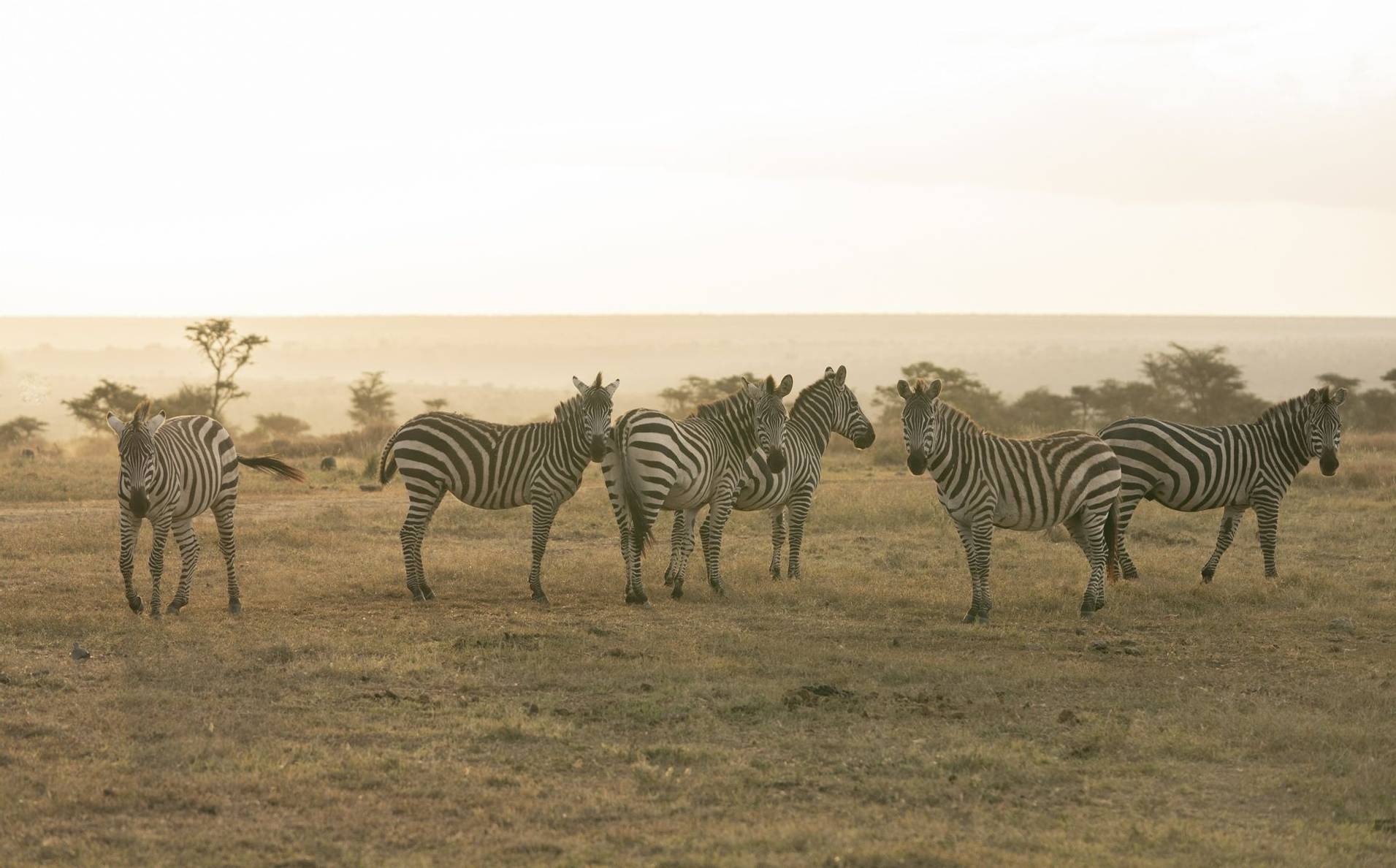 El Karama Lodge zebras on the conservancy