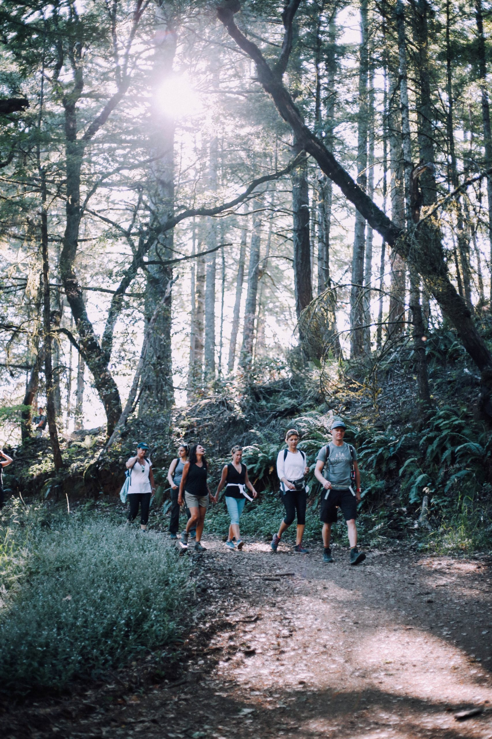 Group hike through redwoods