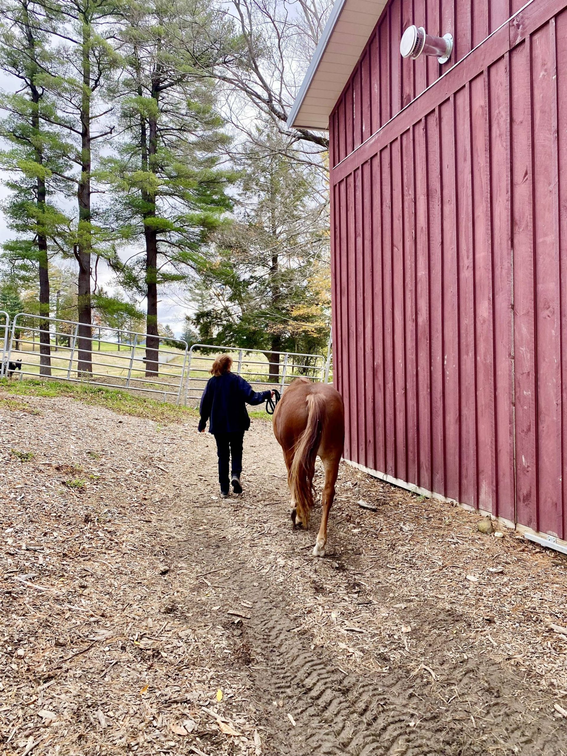Horse facilitator Jen Leahey leads Maple back to corral