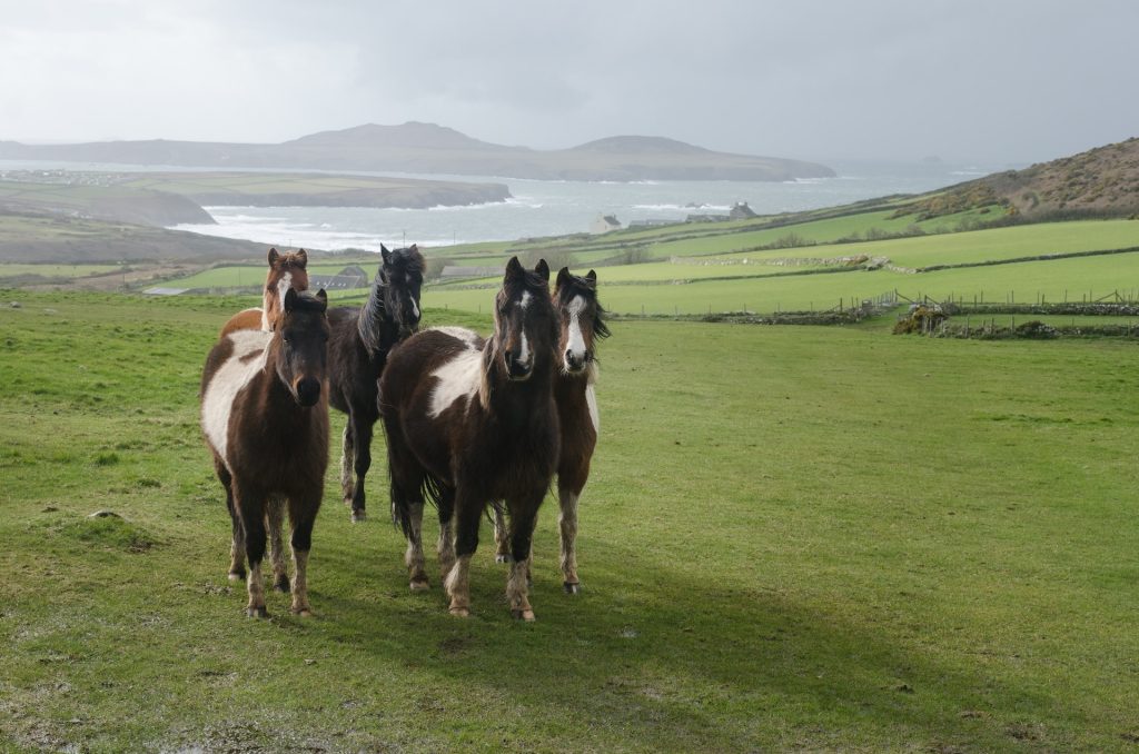 Horses in the mist along Pembrokeshire Coast Path Wales